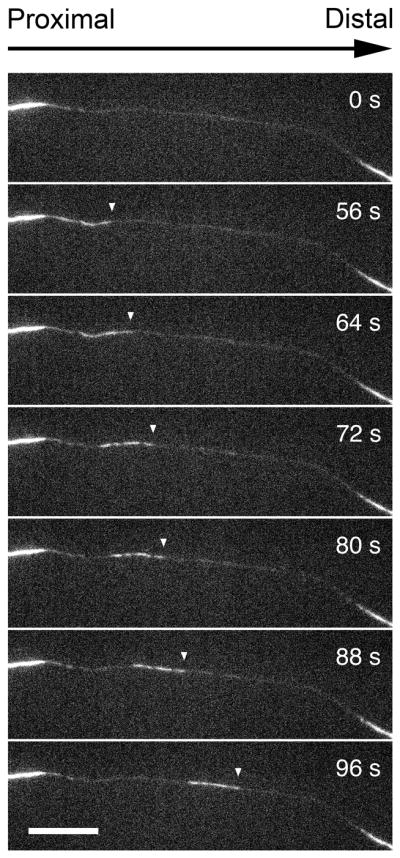 Fig. 10