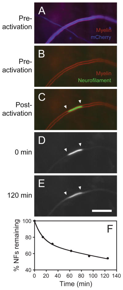 Fig. 12