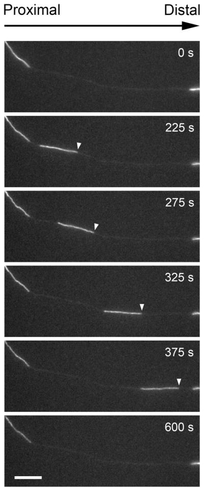 Fig. 9