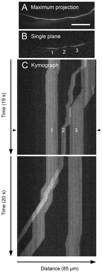 Fig. 18