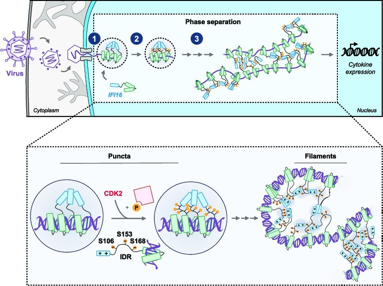 Graphical Abstract