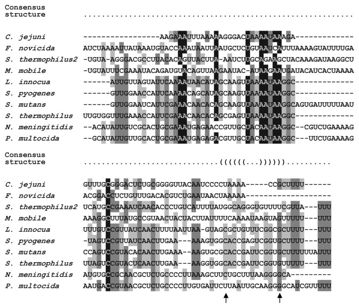 graphic file with name rna-10-726-g4.jpg