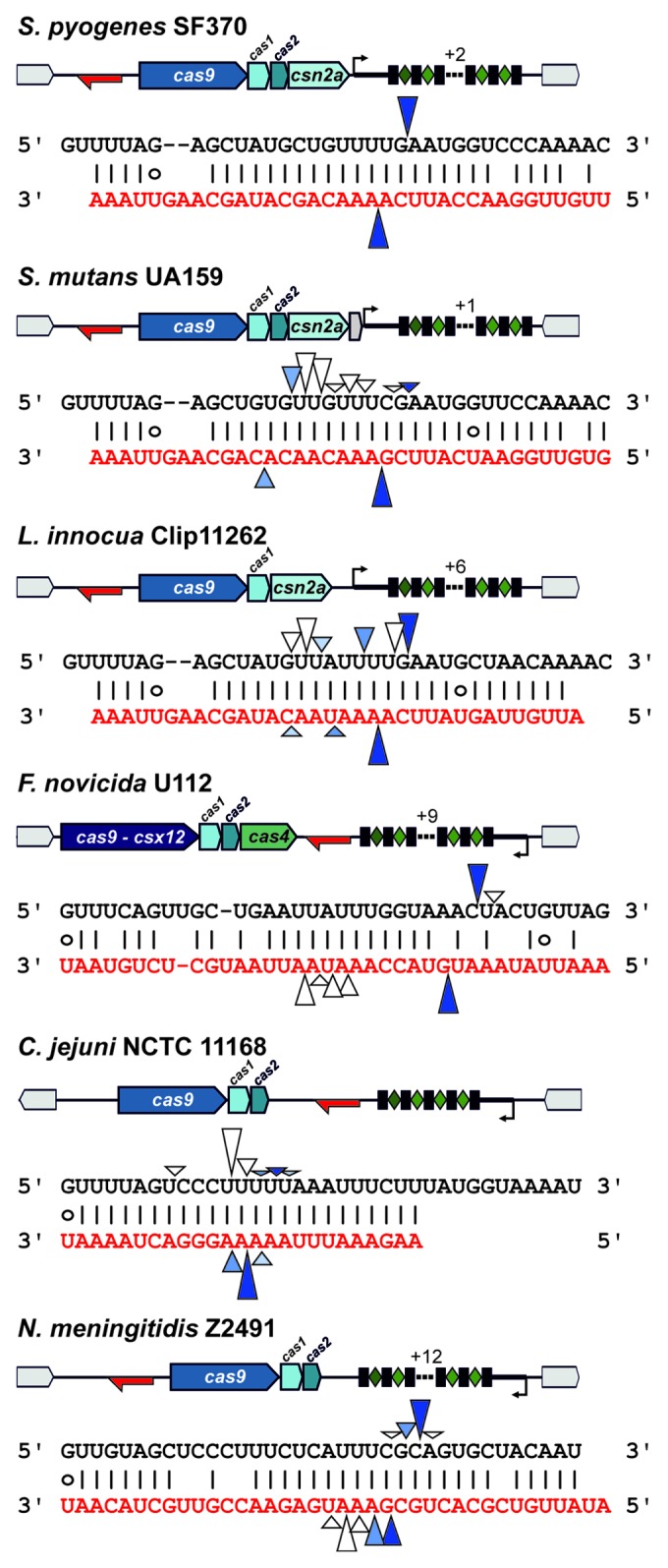 graphic file with name rna-10-726-g3.jpg