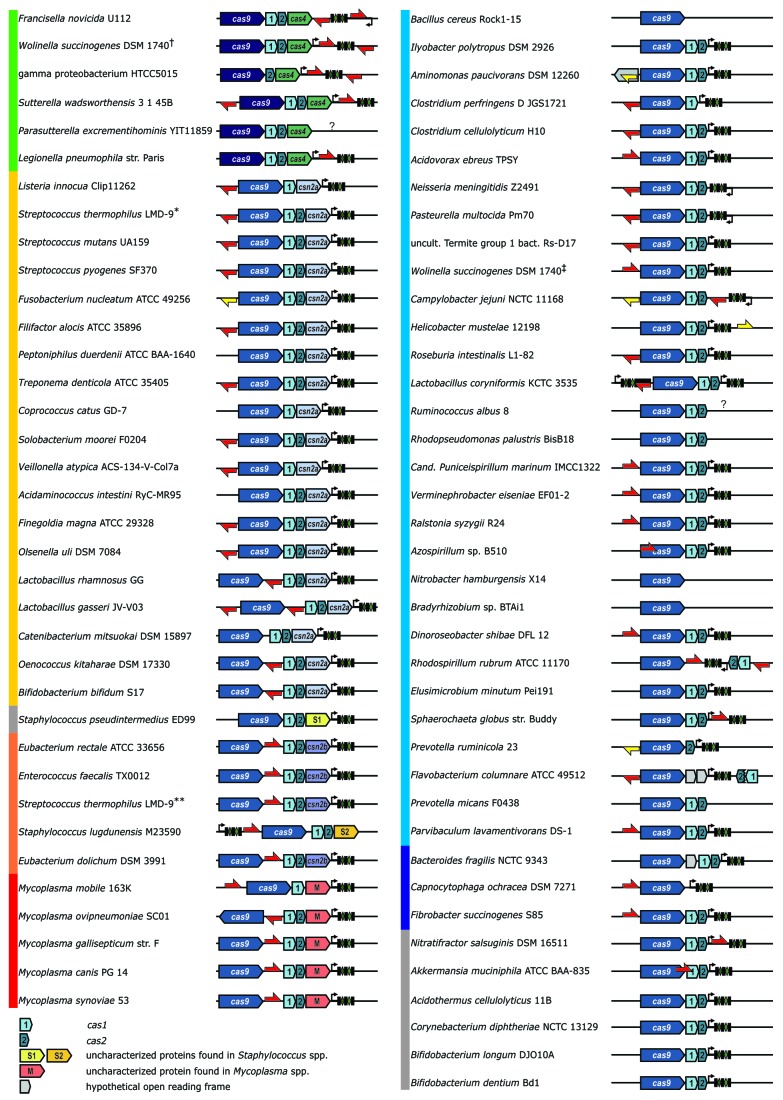 graphic file with name rna-10-726-g2.jpg