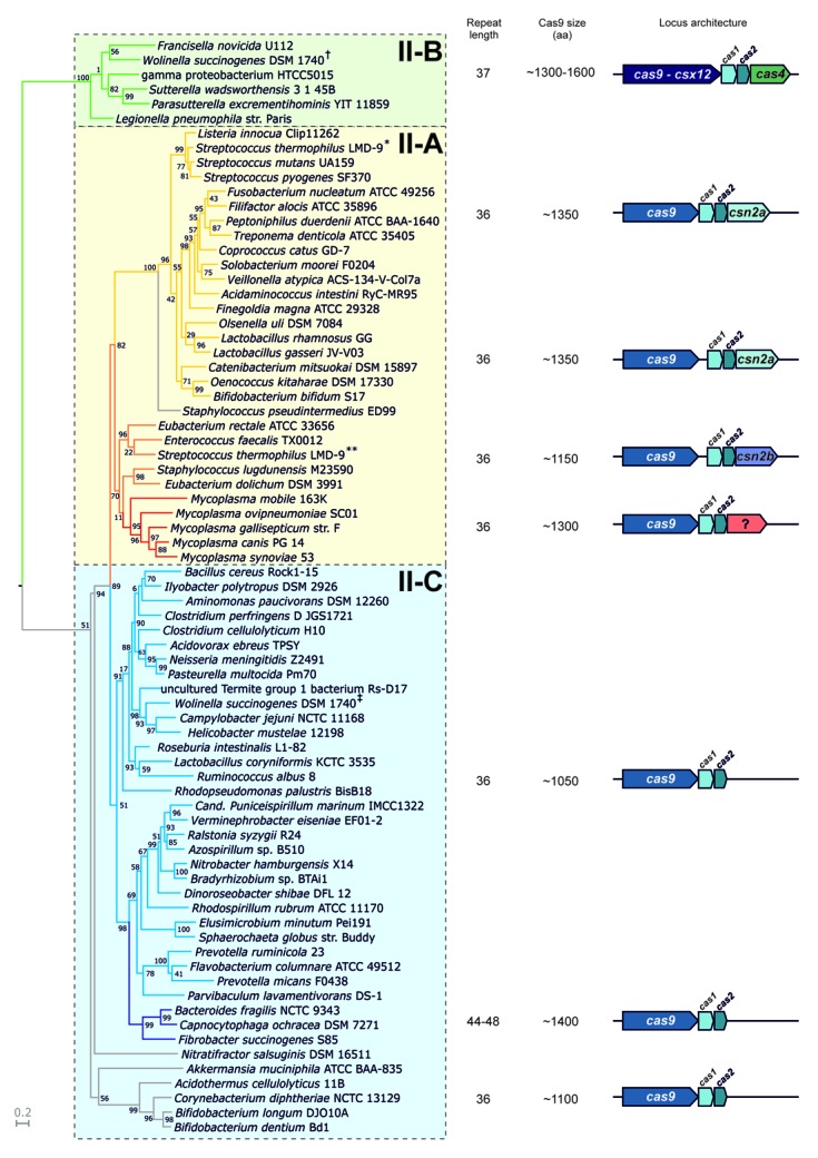 graphic file with name rna-10-726-g1.jpg