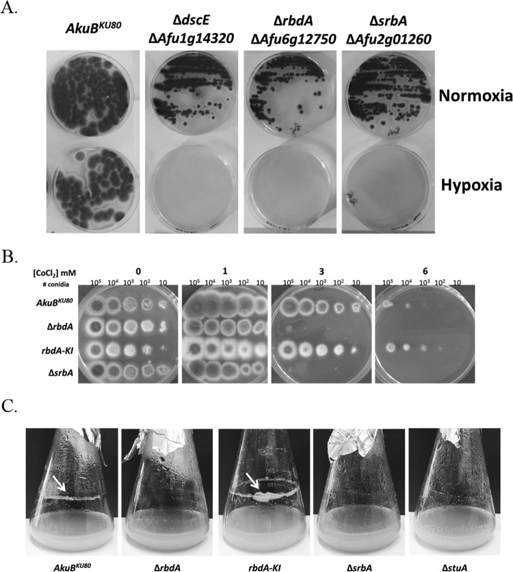 FIG 2