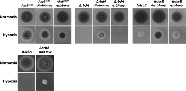 FIG 5