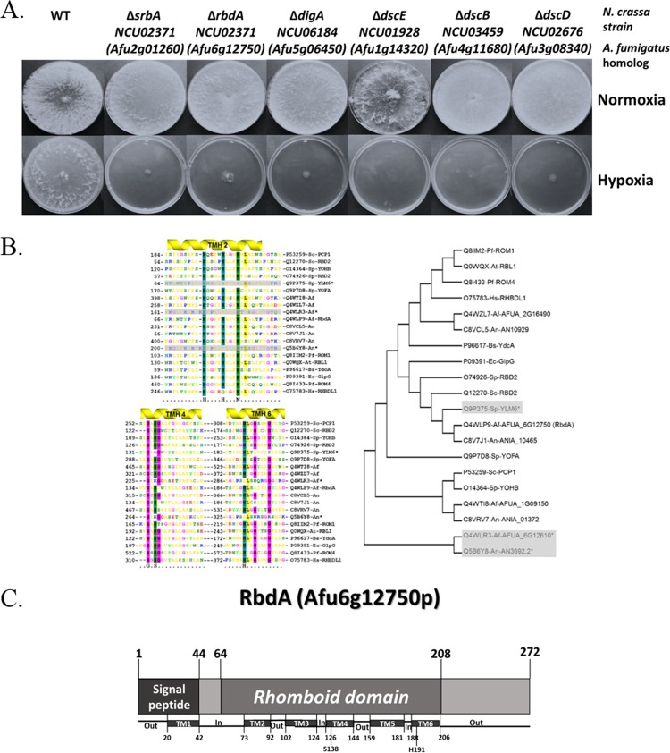 FIG 1