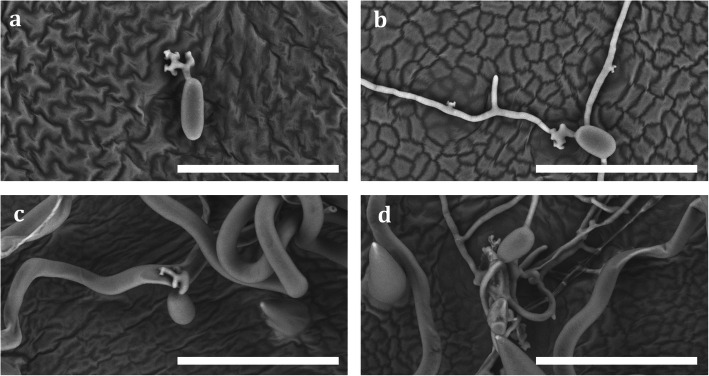 Fig. 8