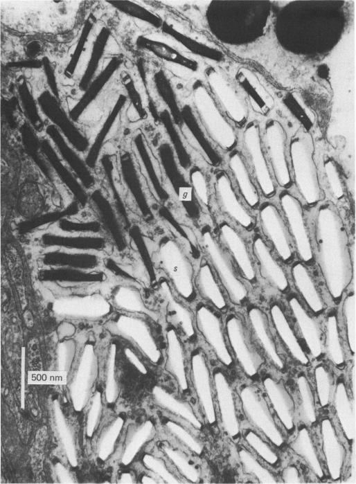 Plate 4