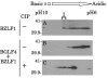 FIG. 6.