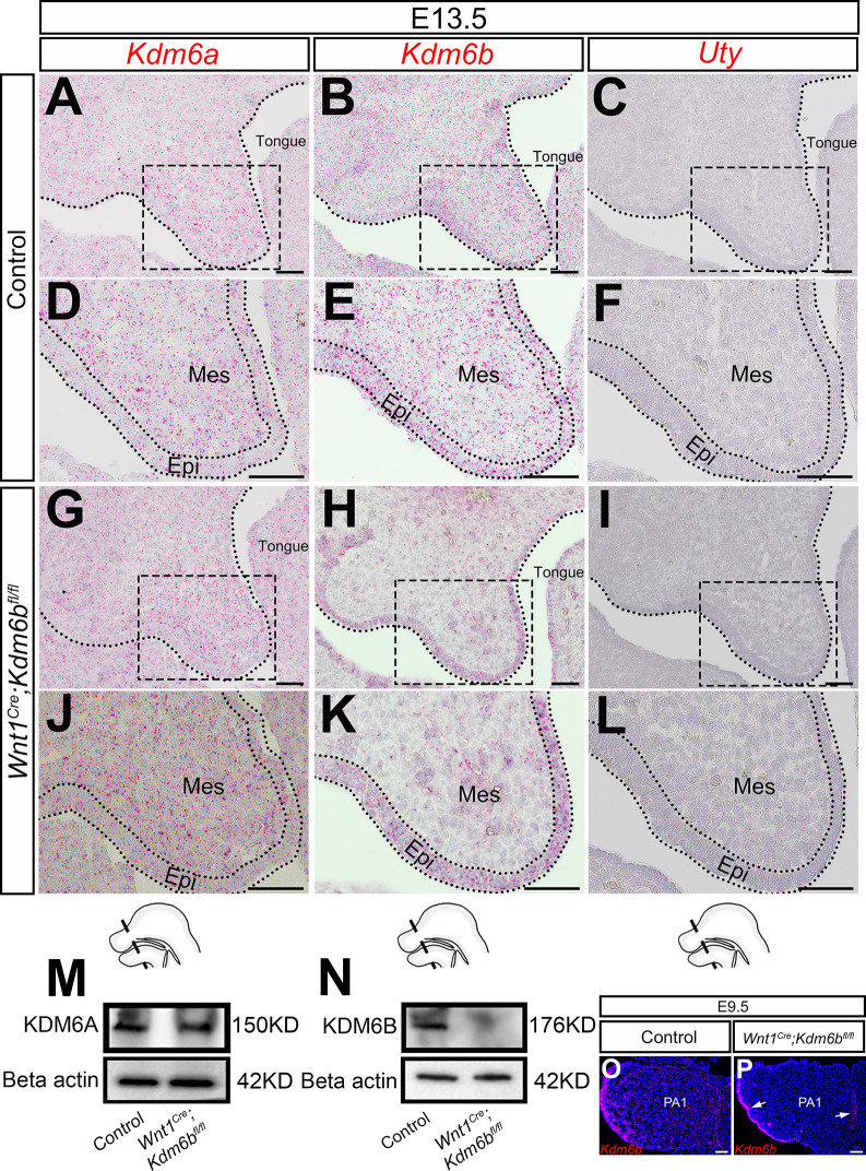 Figure 1—figure supplement 1.