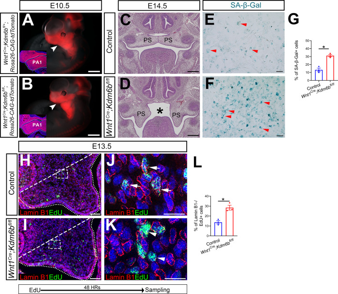 Figure 2—figure supplement 1.