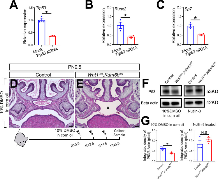 Figure 4—figure supplement 1.