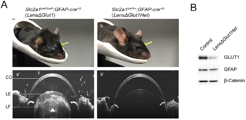 Figure 3: