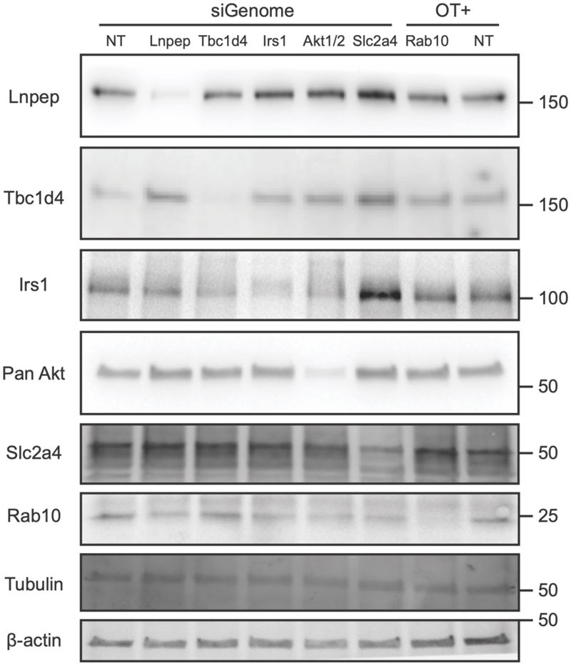 Extended Data Figure 9