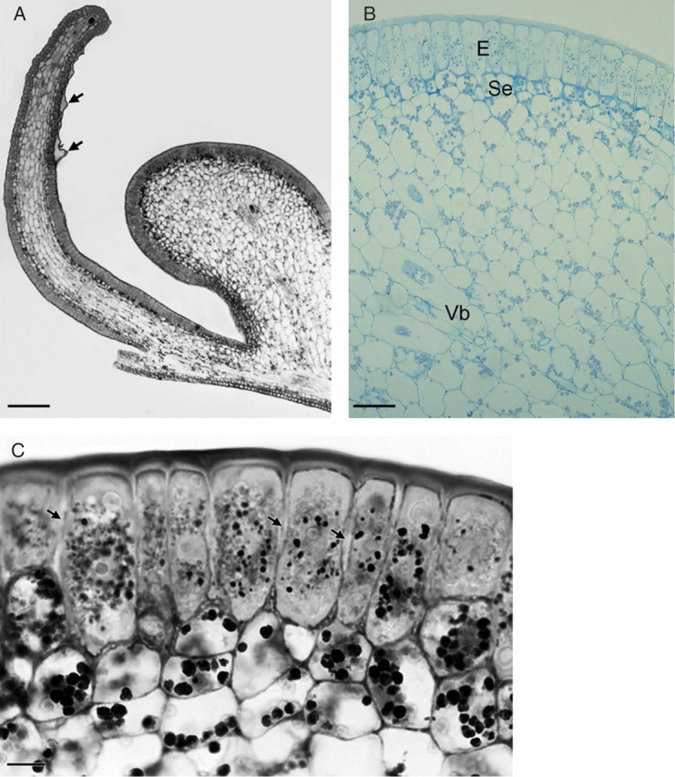 Fig. 5.