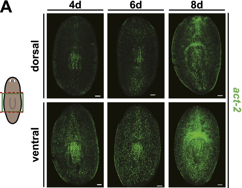 Figure 5—figure supplement 1.