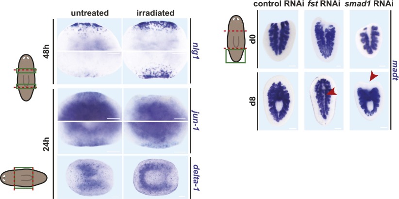 Figure 3—figure supplement 1.