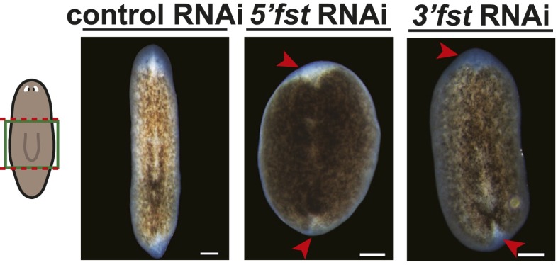 Figure 1—figure supplement 1.