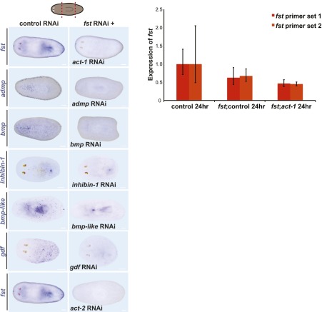 Figure 4—figure supplement 2.