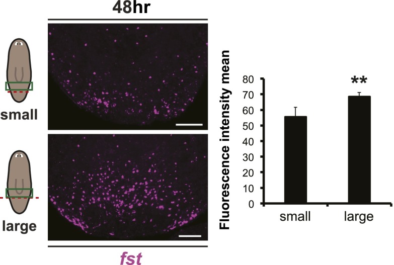 Figure 5—figure supplement 3.