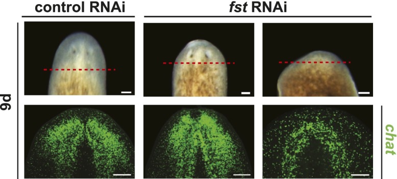 Figure 1—figure supplement 5.