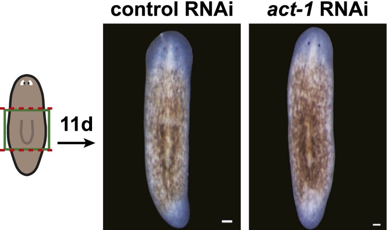 Figure 4—figure supplement 4.