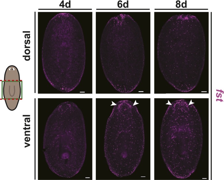 Figure 1—figure supplement 4.