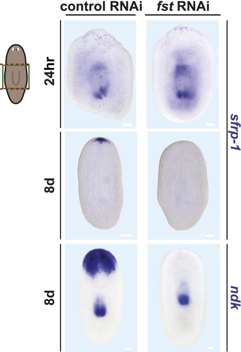 Figure 1—figure supplement 2.