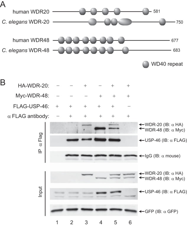 FIGURE 1.