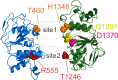 Figure 6—figure supplement 1.