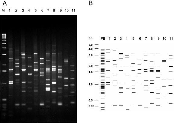 FIG. 2.