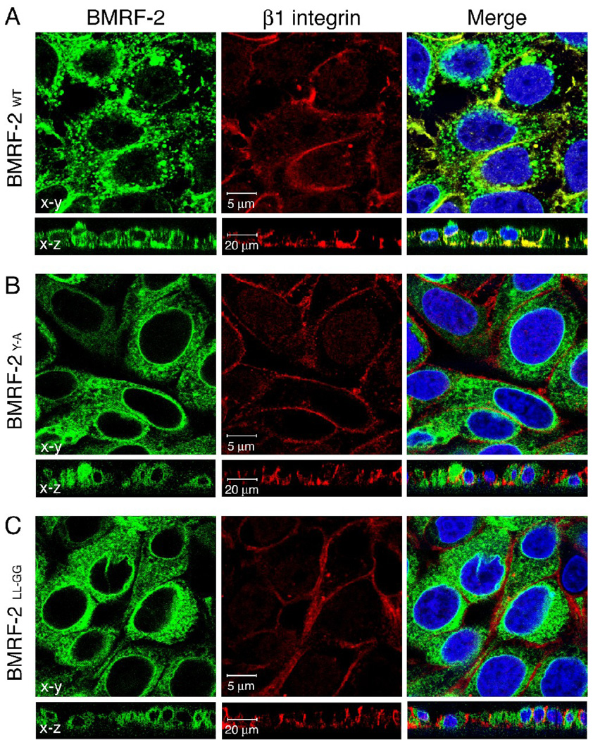 Fig. 9