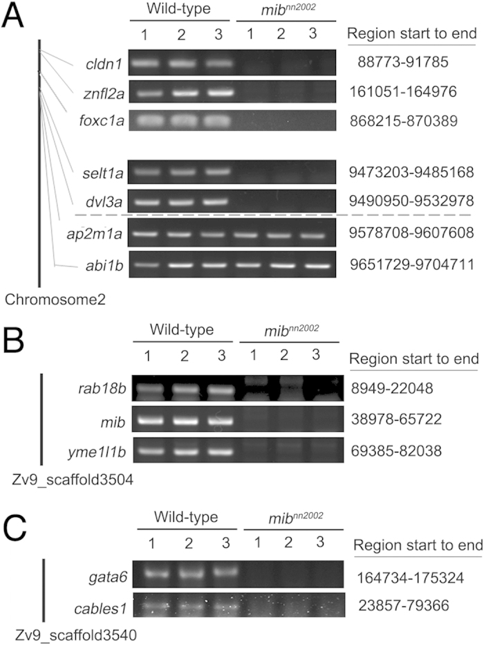 Figure 7