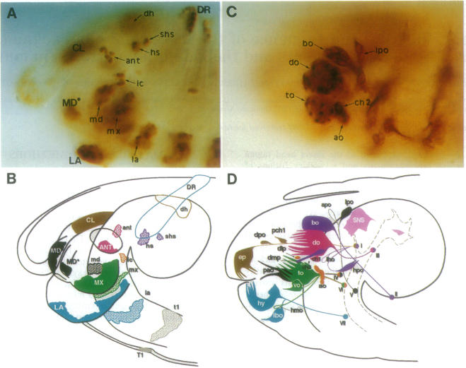 graphic file with name pnas01140-0066-a.jpg