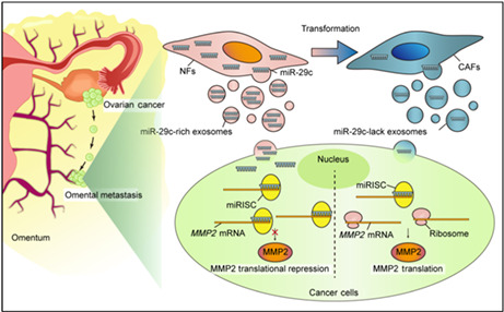 graphic file with name CAS-114-1929-g001.jpg