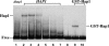 F<sc>igure</sc> 3.—