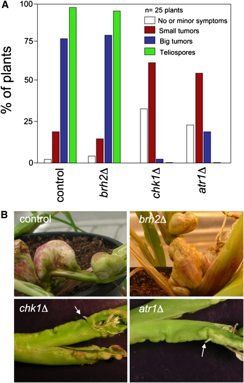 Figure 5.