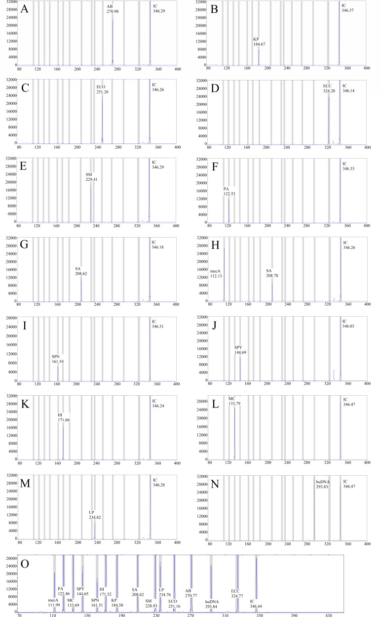 Capillary electrophoresis graphs show fluorescence signal peaks for bacterial PCR products. Each plot shows product size (nt) and corresponding fluorescence signal intensity (RFU), and labels the peak values of bacteria such as AB, KP, and others.