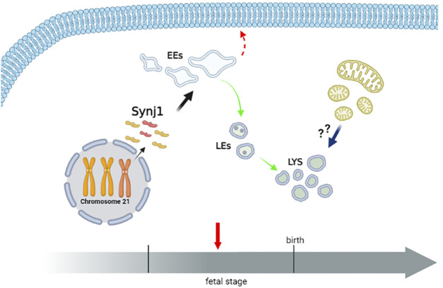 FIGURE 11