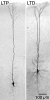 Fig. 8.