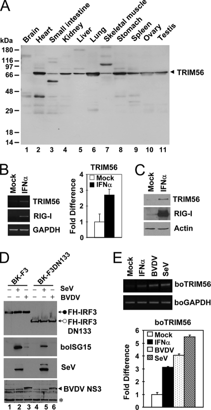 Fig. 10.