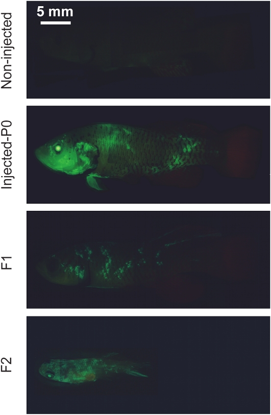 Figure 4 