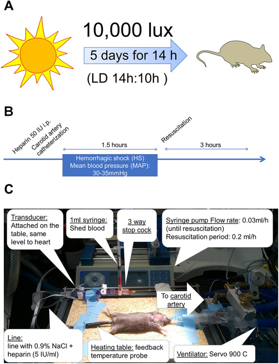 FIGURE 1