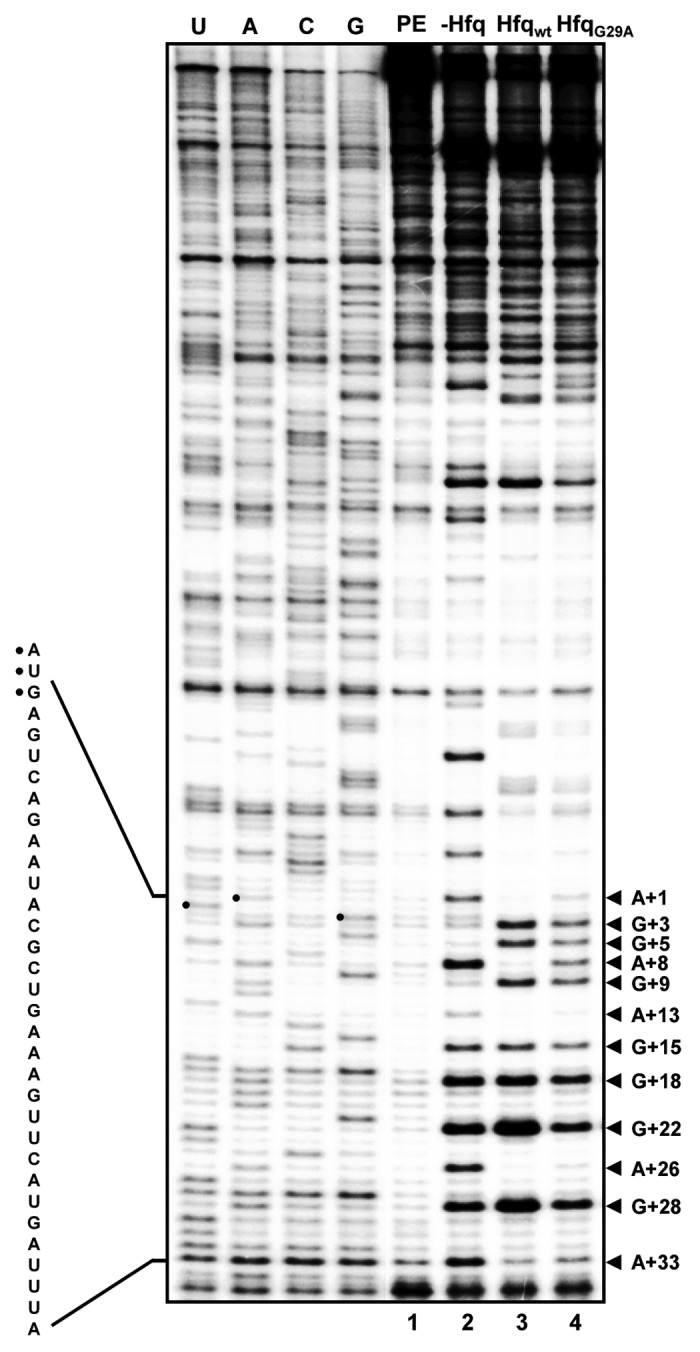 graphic file with name rna-10-1834-g4.jpg