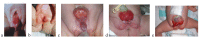 Fig. (1)