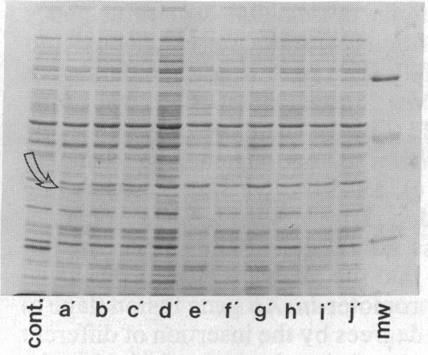 graphic file with name pnas00327-0270-b.jpg