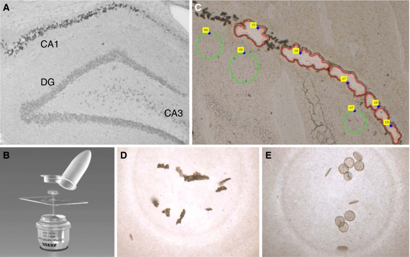 Fig. 1