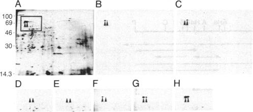 graphic file with name pnas00278-0153-a.jpg